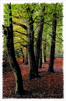 Woodland Colour - DSC_4263.jpg