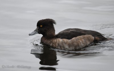 Tufted Duck (Female) - DSC_5434.jpg