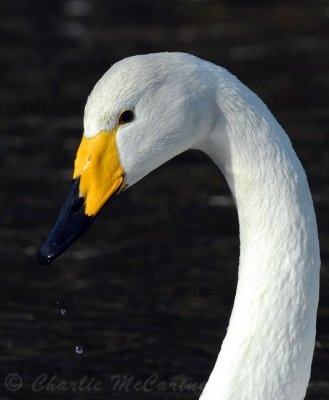 Whooper Swan - DSC_7247.jpg