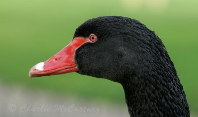Black Swan - DSC_7175.jpg