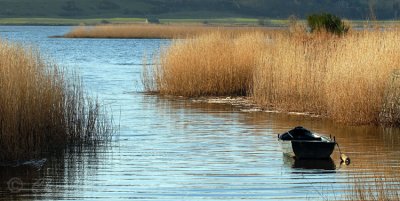Port Allen, River Tay - DSC_8400.jpg