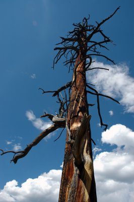 Dead Tree at Lily Pad Lake