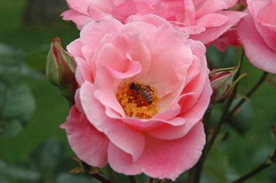 Bee in Rose - Camlik