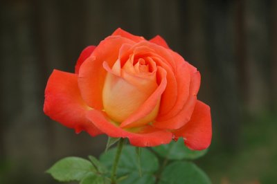 Rose - Camlik