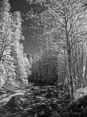 Sauk River