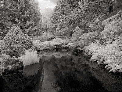 Pond in Japanese Garden