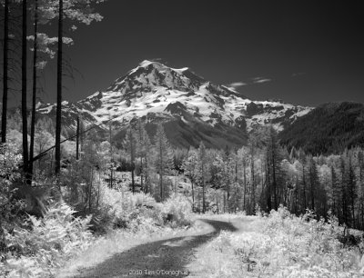 Mount Rainier