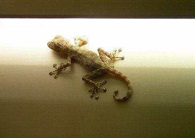 salamander.JPG