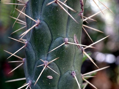 cactus thorns.JPG