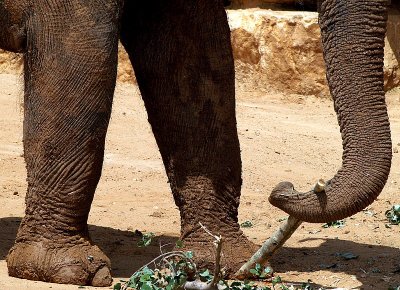 elephant legs trunk.JPG