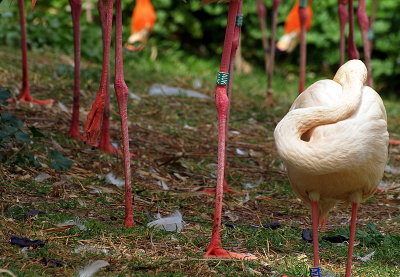 flamingo legs.JPG