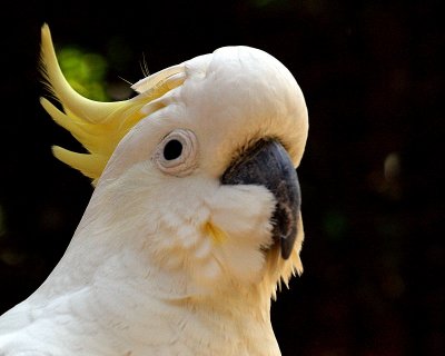 parrots - cockatoo.JPG