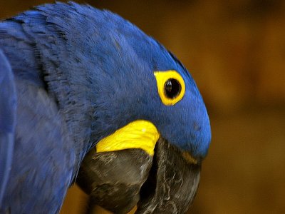 parrots blue macaw3.JPG