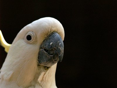 parrots cockatoo2.JPG