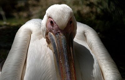 pelican beak hunch.JPG