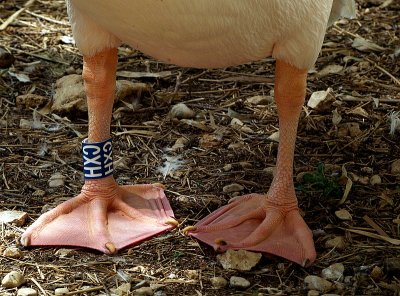 pelican feet.JPG