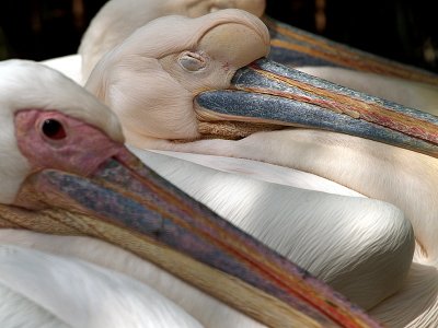 pelicans sleeping close.JPG