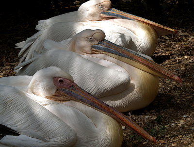 pelicans sleeping2.JPG