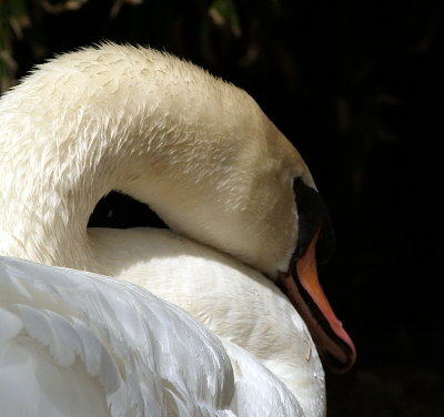 swan neck.JPG