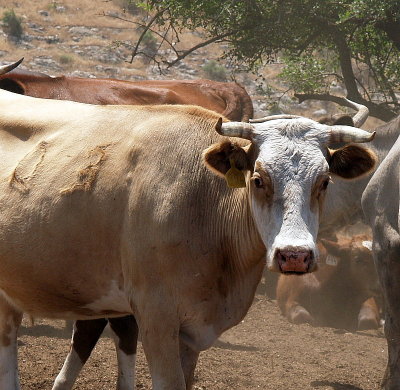 cattle tiberius.JPG