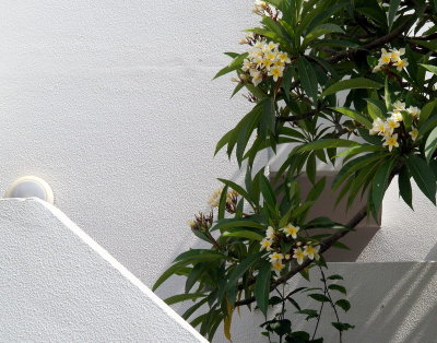 tib white wall frangipani.JPG
