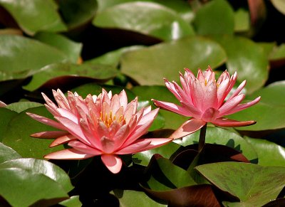 two water lilies