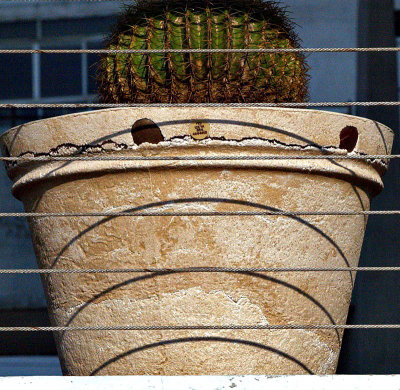 cactus planter.jpg