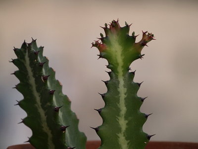 cactus sprouting