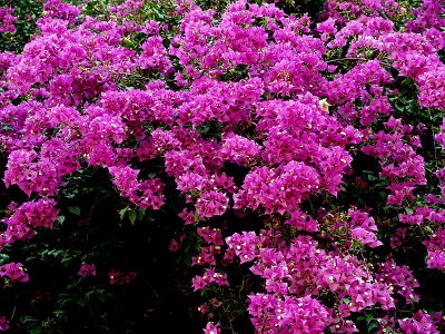 bouganvillea2.JPG