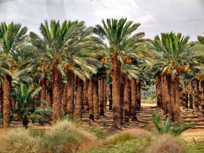 P6251311_date palm grove.jpg