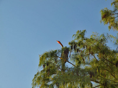 P8201677_crane tree.jpg
