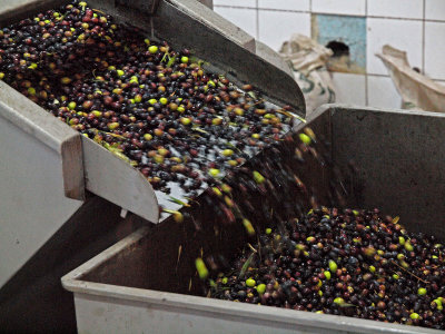 PB032247_olives washed.JPG