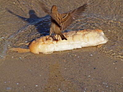P1020451_sparrow wings bread.jpg