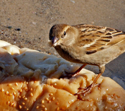 P1020456_sparrow bread close.jpg