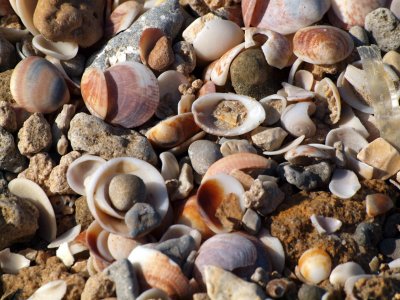 P1020523_seashells.JPG