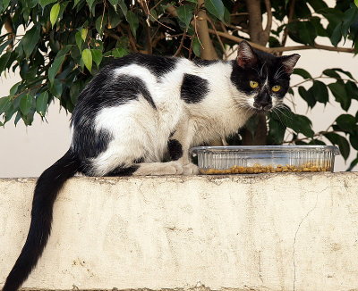 cat on mazeh st.JPG