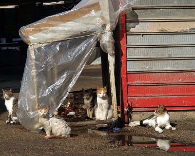 shuk (market) cats2.JPG