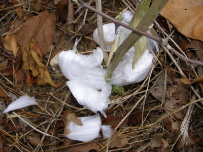 Frost Flowers - Winter 2008