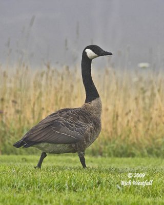 February 26, 2009  -  Blackwater Goose