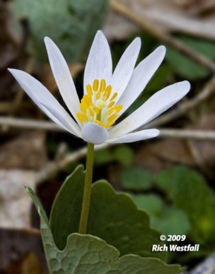 March 28, 2009  -  Bloodroot