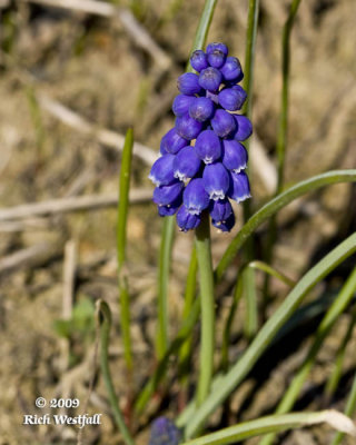 April 13, 2009  -  Grape Hyacinth