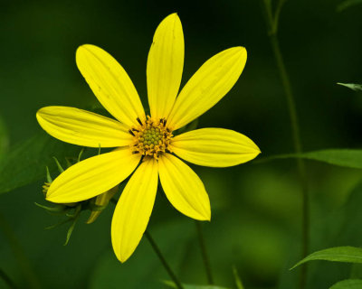 July 18, 2009  -  Big Yellow Flower