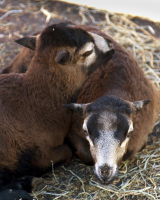 Blessing of Animals_100110_0108 ed.jpg