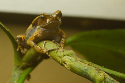Costa-Rica-6