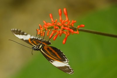 Costa-Rica-8