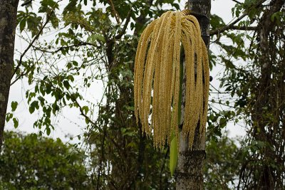 Costa-Rica-12