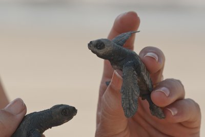accapulco-025