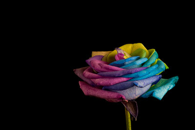 Rainbow Rose 1