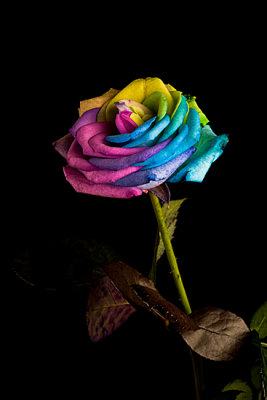 Rainbow Rose 2