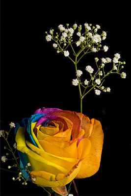 Rainbow Rose 5